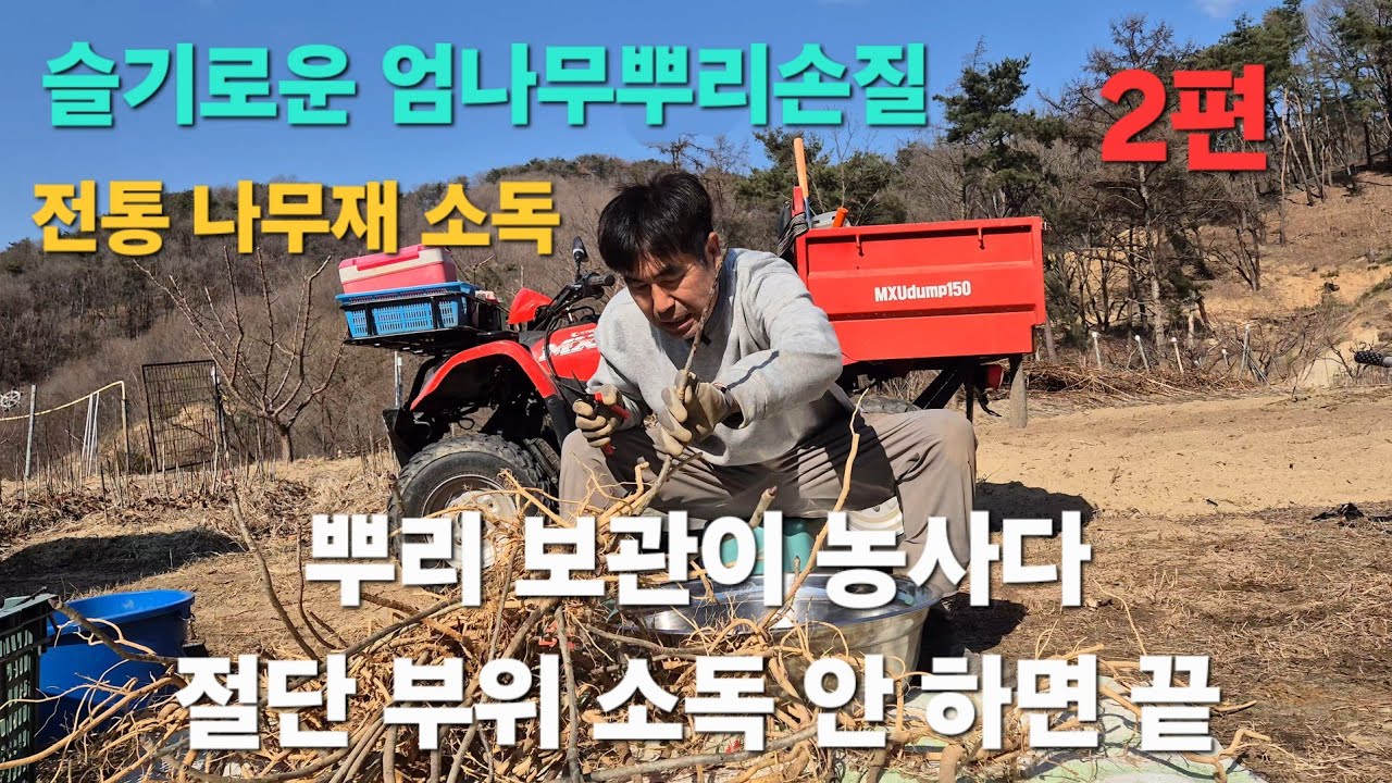 2편 버리면 끝… 살리면 자산｜엄나무 뿌리 선별·보관 전 과정 공개