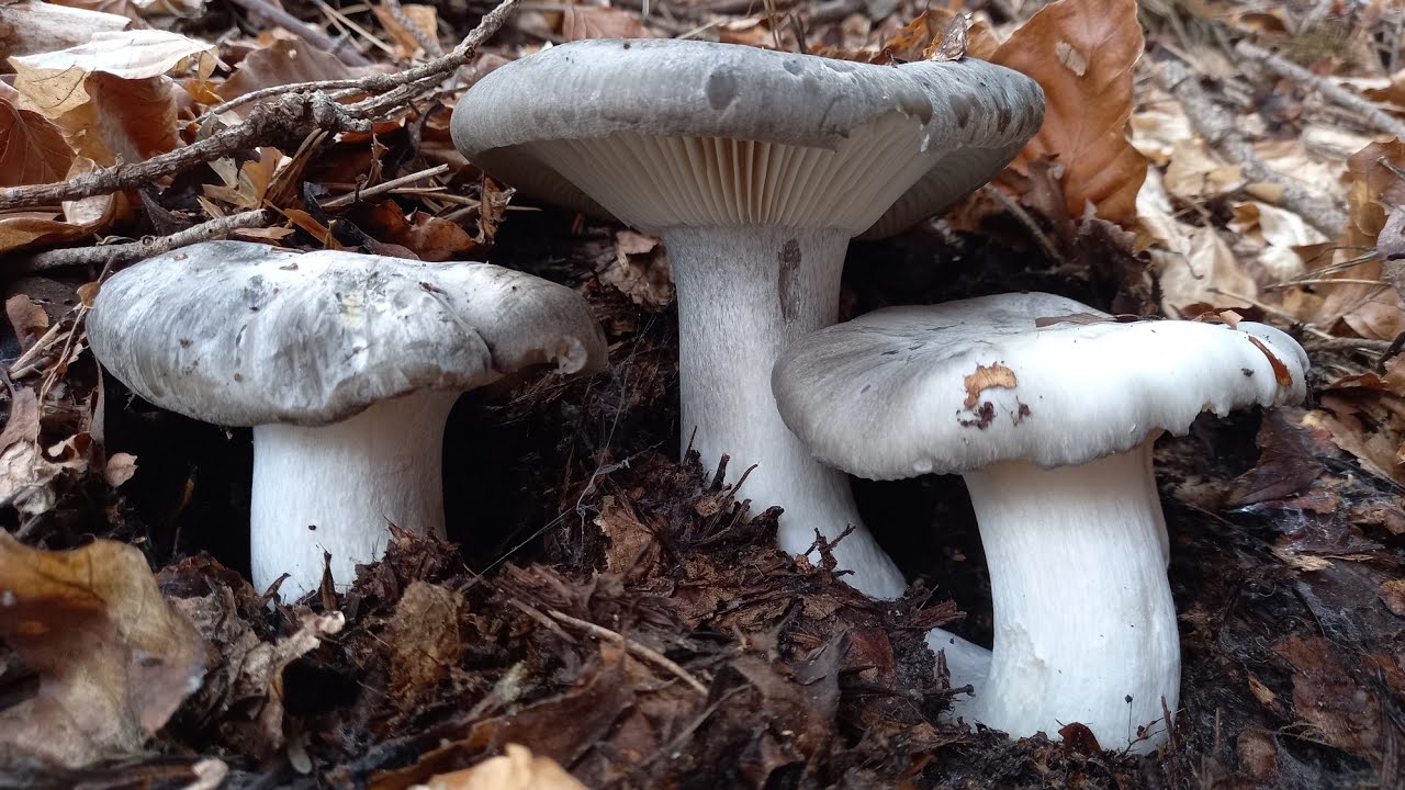 Hygrophorus marzuolus. Ήρθε και φέτος το πολυπόθητο κυνήγι του ανοιξιάτικου υγροφόρου!! 1 Μαΐου 2023