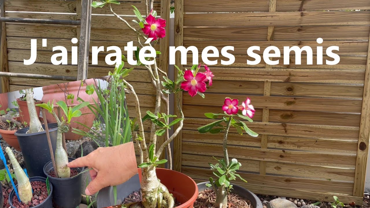 Décembre: Résultat semis et taille de ramification sur adénium🌱