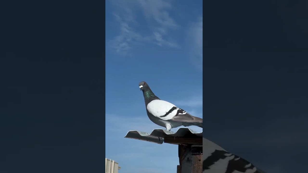 Young bird blue bar pigeon #racinghomerpigeon #homarpigeon #youngboy