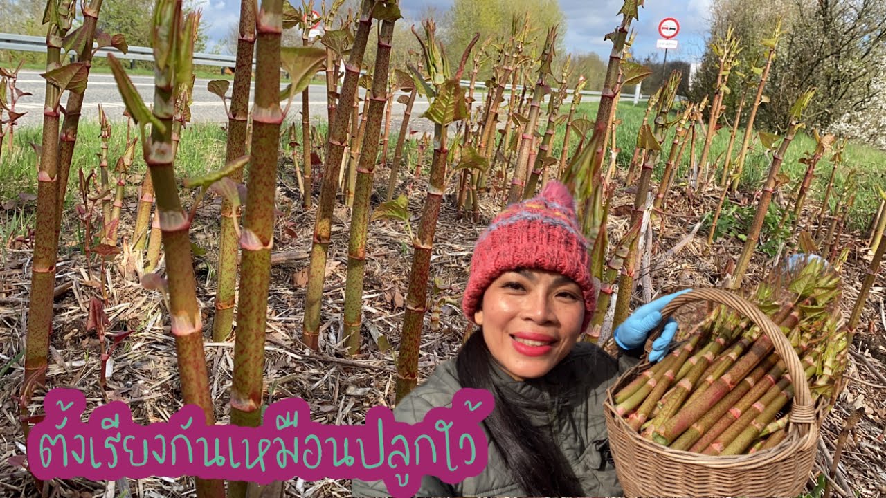 ผักบุ้งฝรั่งต้องรุ่นนี้้ # สุดยอดความฟิลความมันส์ # ดังสนั่นลั่นจอ # Japanese knotweed.18/4/2024.