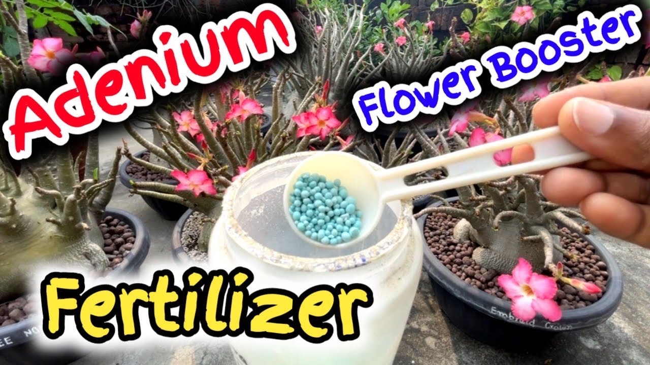 एडेनियम अरेबिकम में ज़्यादा फ्लावर के लिए फ़र्टिलाइज़र/Adenium Arebicum Flower booster fertilizer 