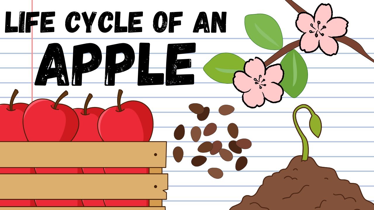 Apple Life Cycle Lesson for Kids