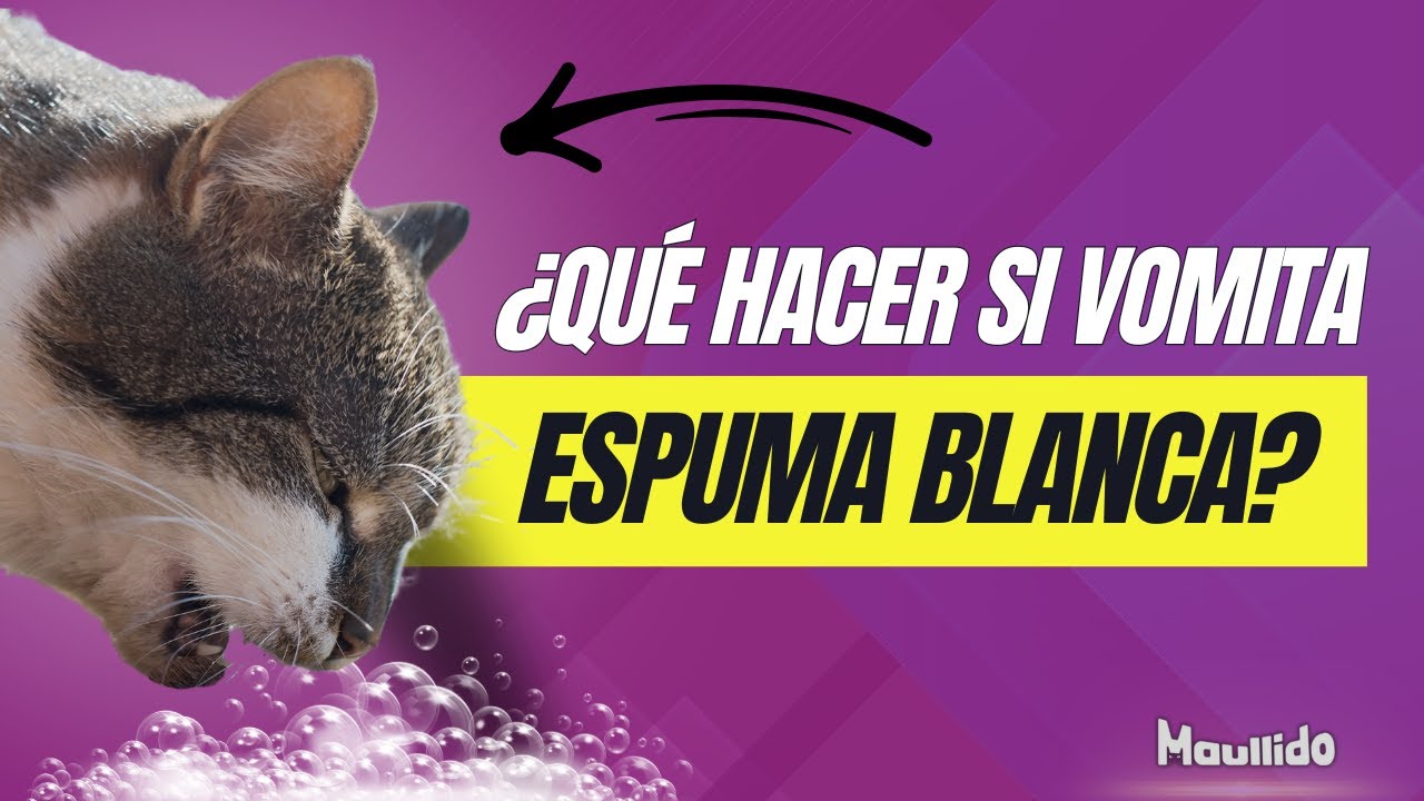 Bolas de Pelo en Gatos  Prevención y Tratamiento en Casa
