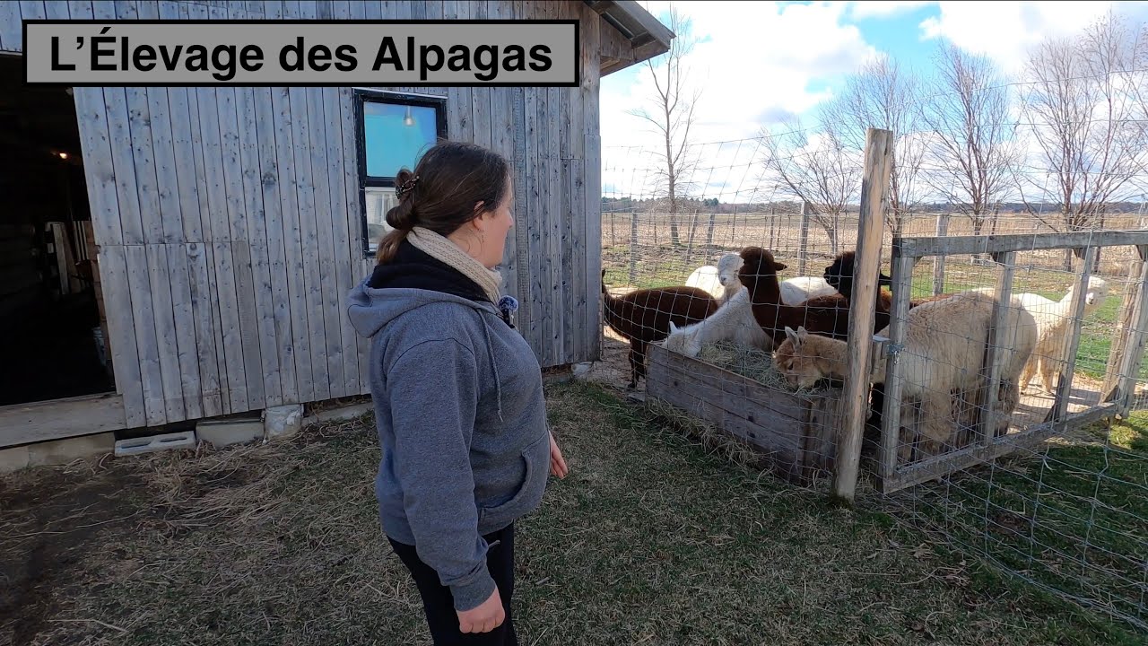 L'Élevage des Alpagas | Alpagas FibreFine