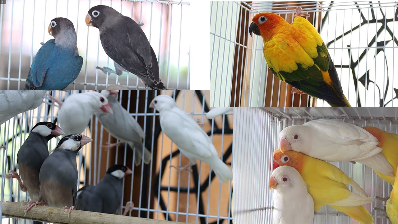 AFRICAN LOVE BIRDS || JAVA SPARROWS || SUN CONURE BREEDING PAIR || SENEGAL PARROT || IN KERALA