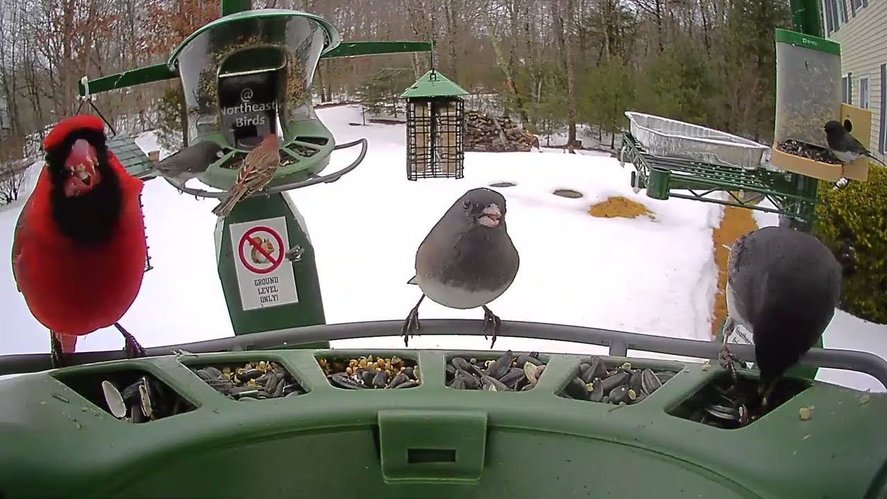 Super Triple Feeder in New England! HUGE Nor'easter coming! Our friends will be fed no matter what!