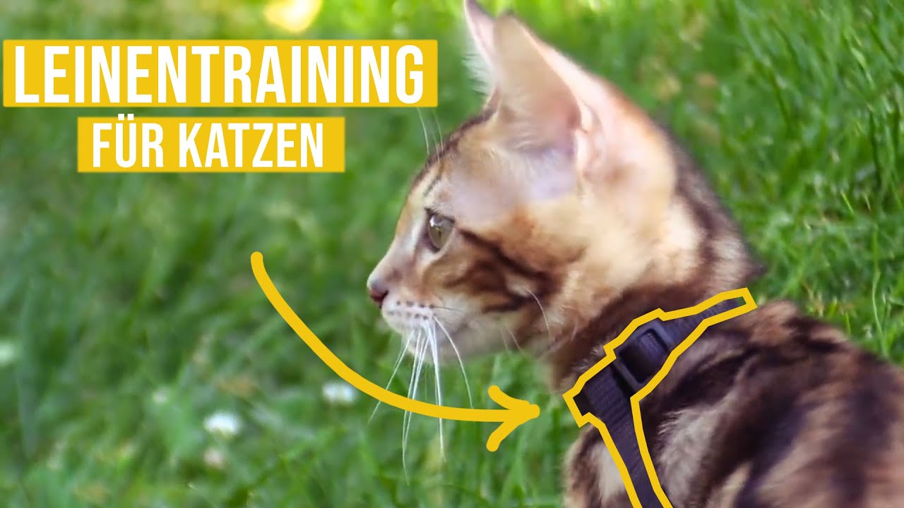 mit der Katze spazieren gehen // Leinentraining // Katze an Leine gew&ouml;hnen // Catwalk & Amely Rose