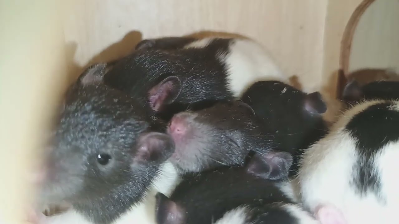 Baby rattos nap time