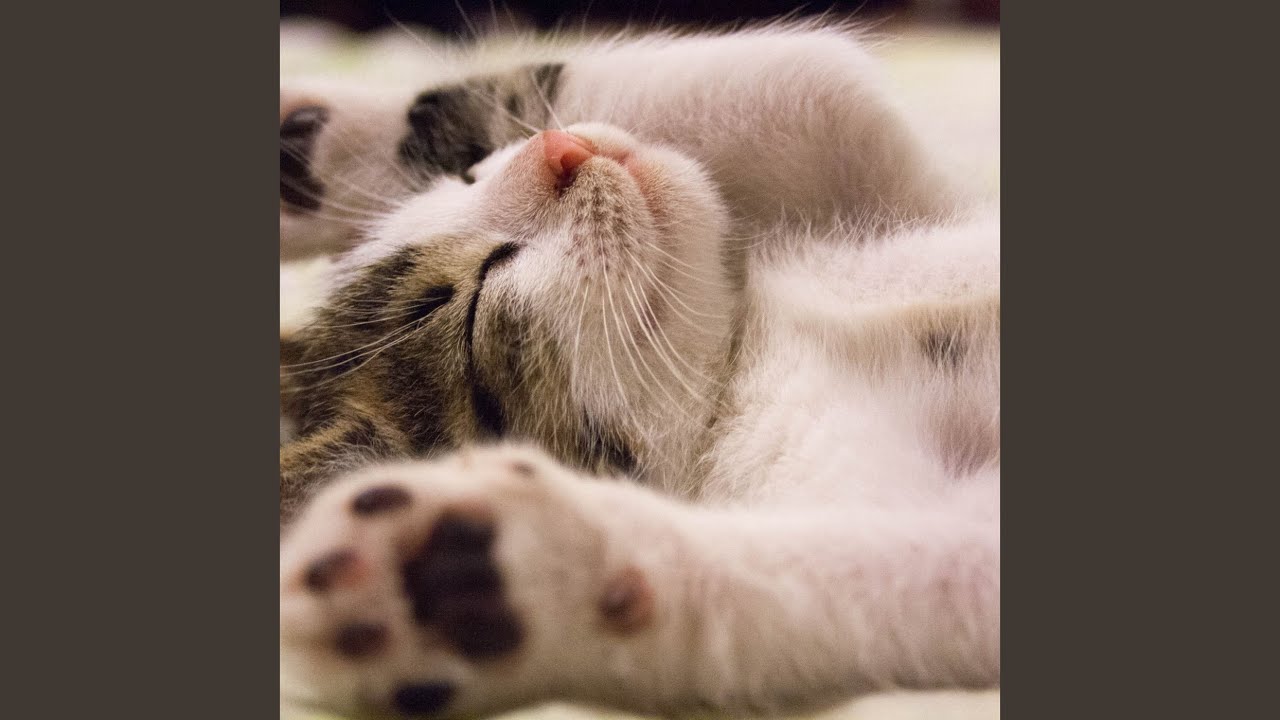 Feline Grace in Melodic Tunes
