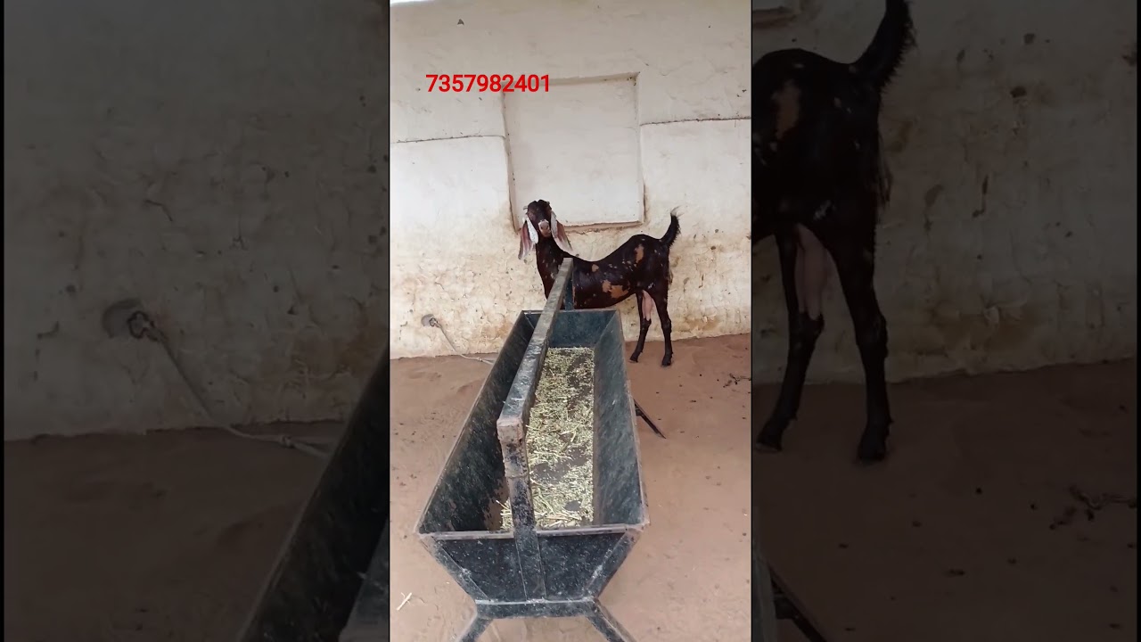 top quality ki bakri ajmera nasal m 7357982401