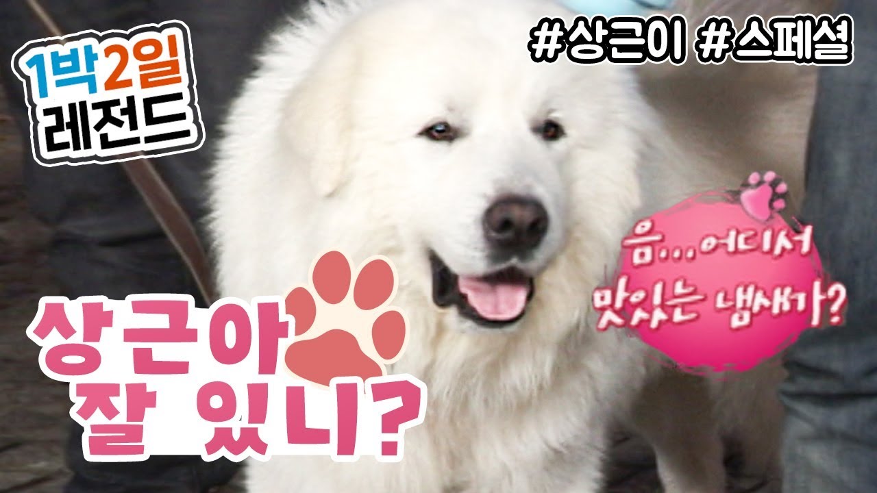 [1박2일 시즌1 레전드 #50] 상근이 씬스틸 모음, 우리 곁을 떠났지만 함께한 기억은 영원해!