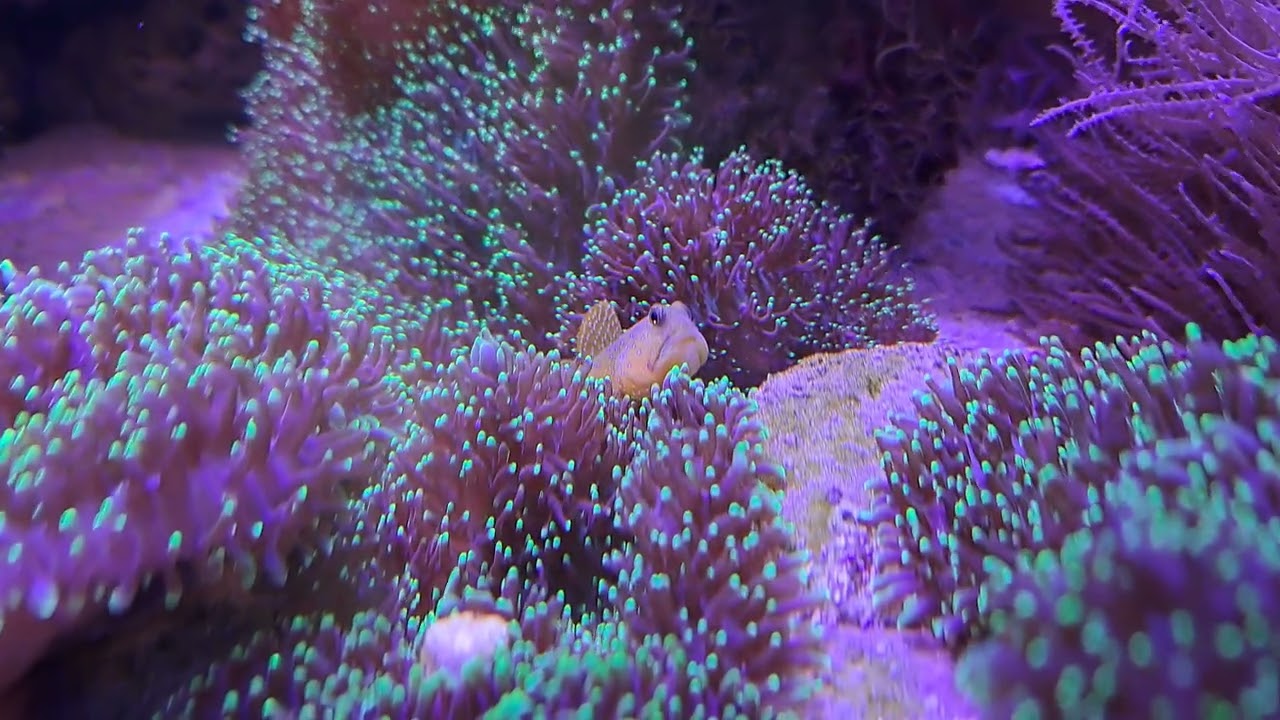 Yellow Watchman Goby Enjoys the View #aquarium 