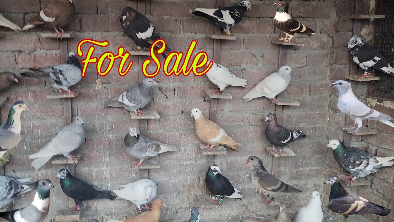 For Sale 90 kabootar Magpie, kale, khumariya lalban 9528851868 kabootar in Amroha.  Nikki bhai