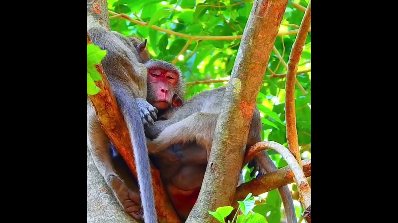 "Jane the Supermom: Watch This Monkey's Incredible Parenting!" 🐒💕
