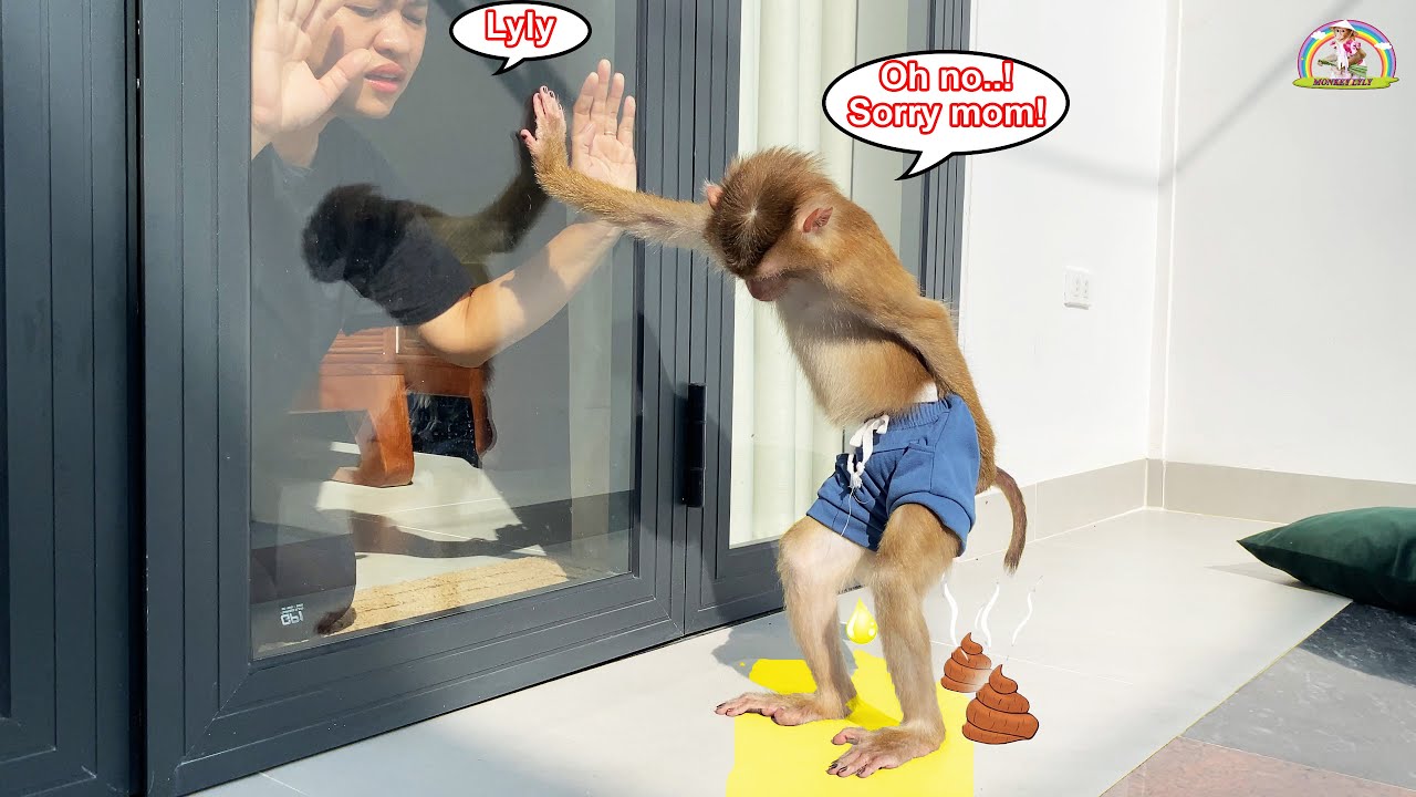 OMG! Monkey Lyly pooped and was so shy that she wouldn't let her mom near her.