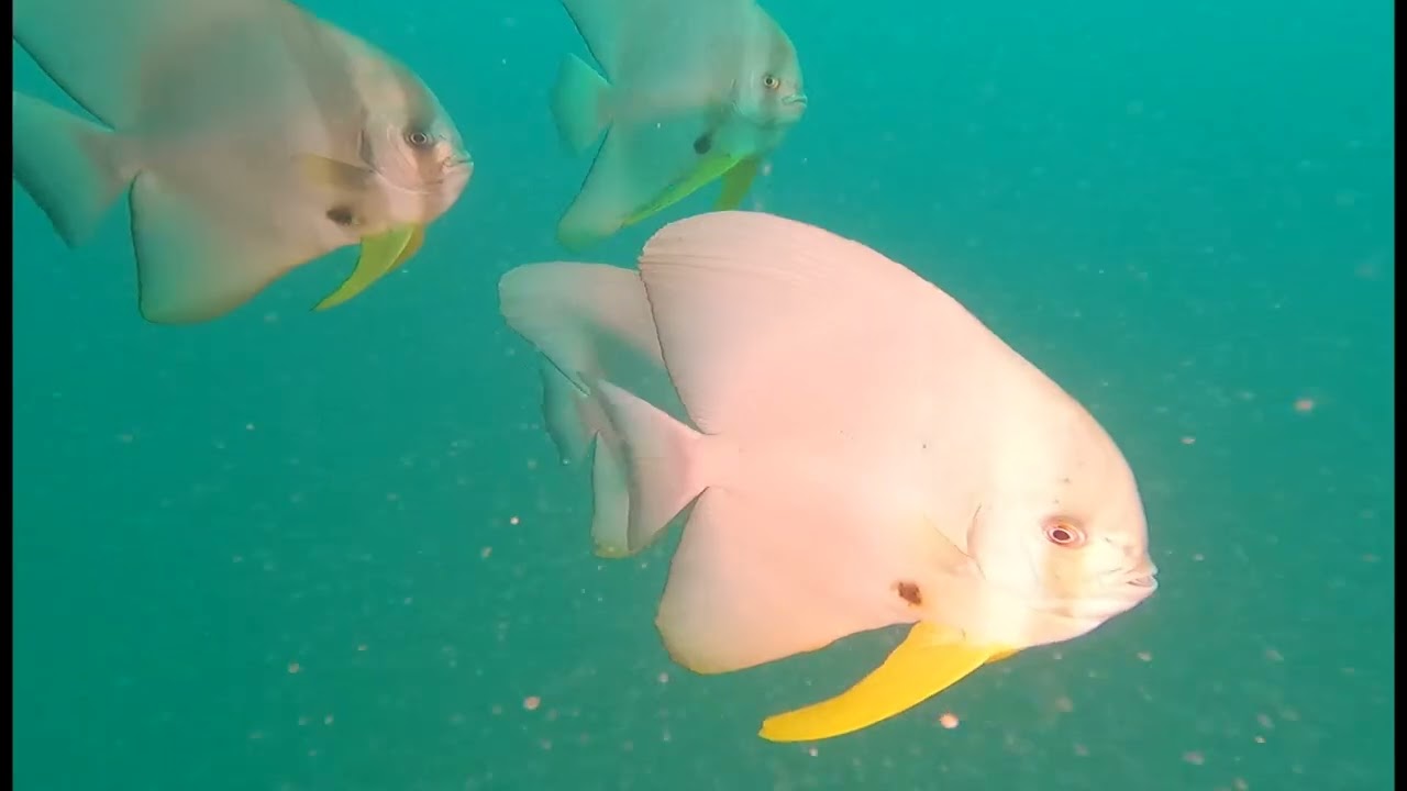 Sri Lanka 2026   HD 1080p