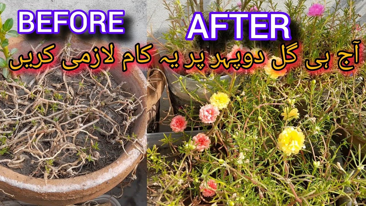 Portulaca plant care tips🌸🌱