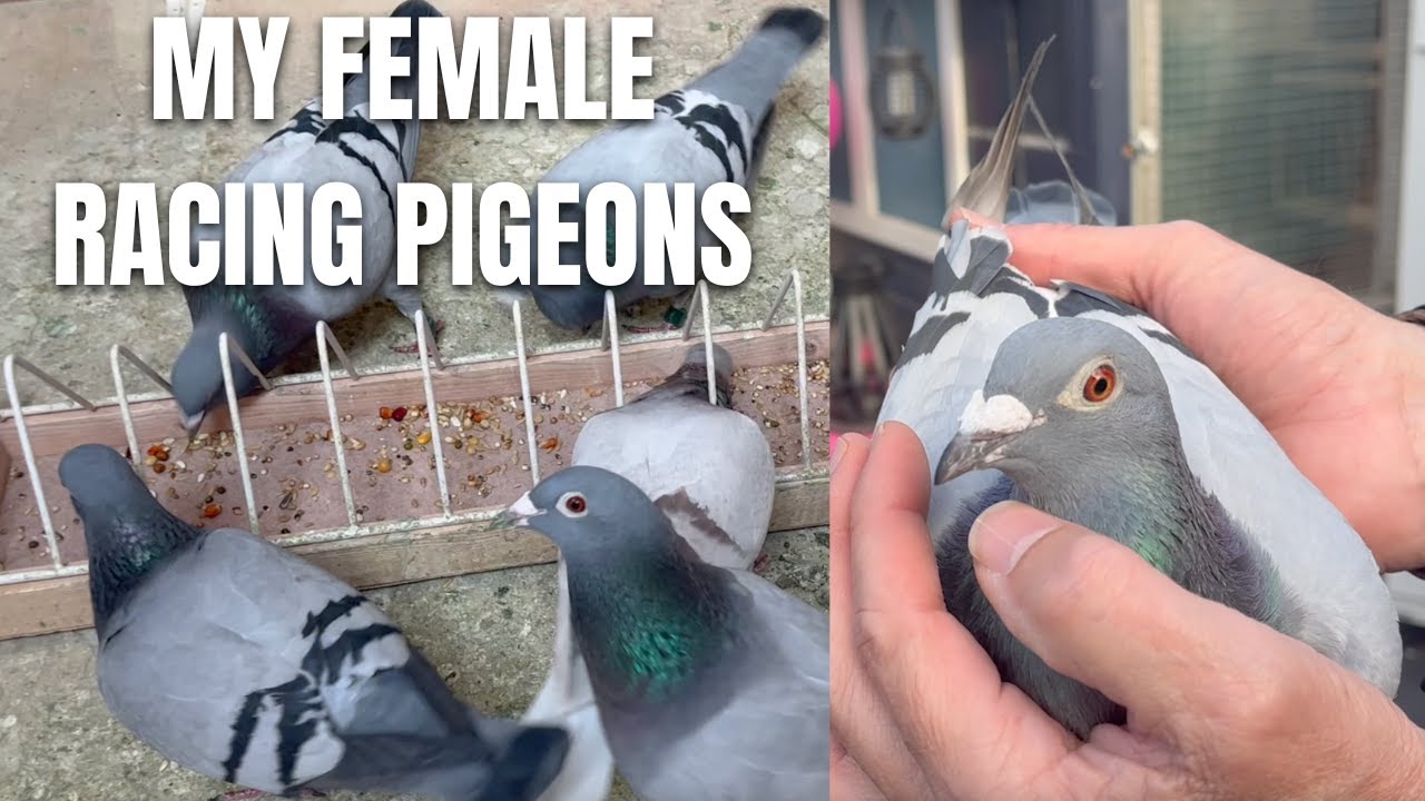 MEET MY FEMALE RACING PIGEONS!
