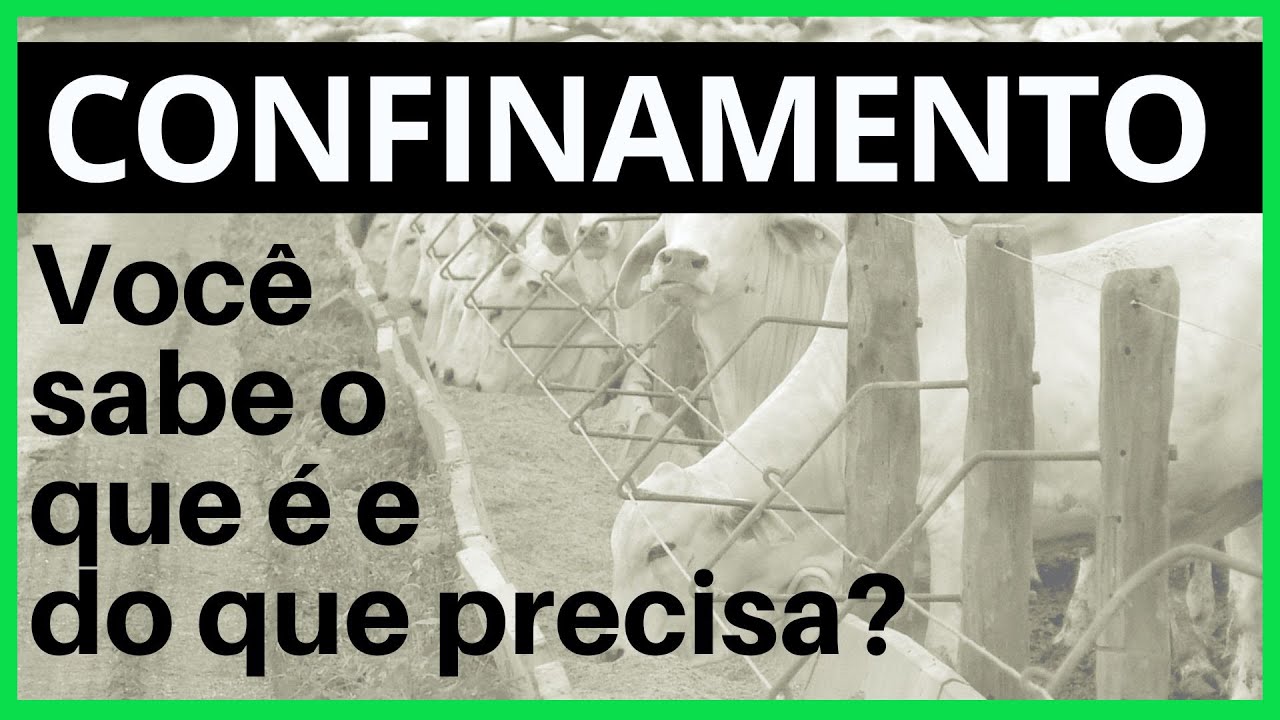 Confinamento de bois - Tudo o que você precisa saber