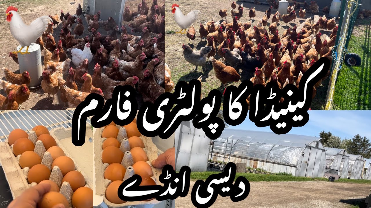 Poultry Farm | Free Range Chicken Farm 🐓 | Desi Anday Lai Farm Say 🥚