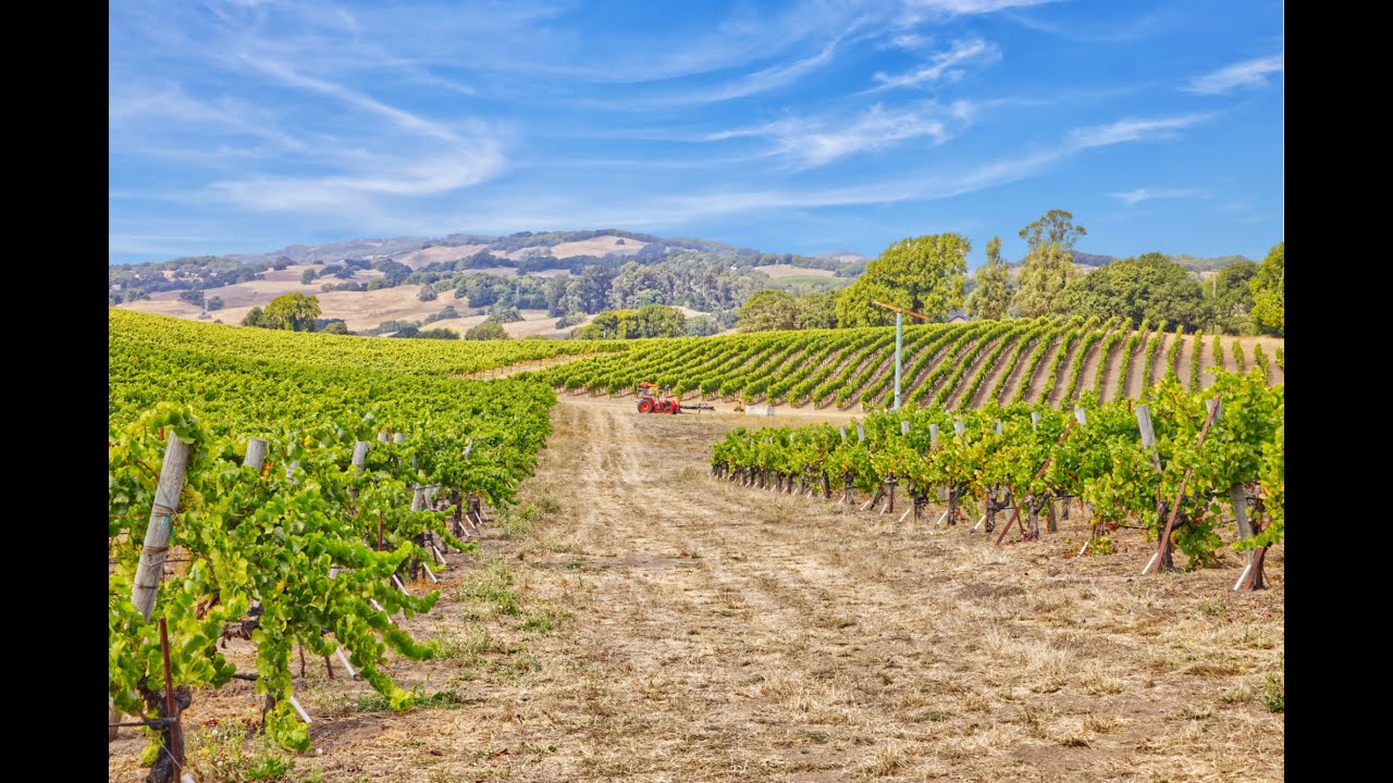 Sonoma Stage Vineyard