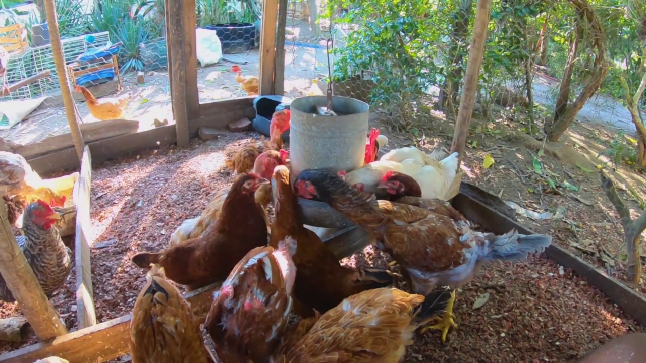 TRATANDO DAS GALINHAS E CATANDO OVOS DAS GALINHAS