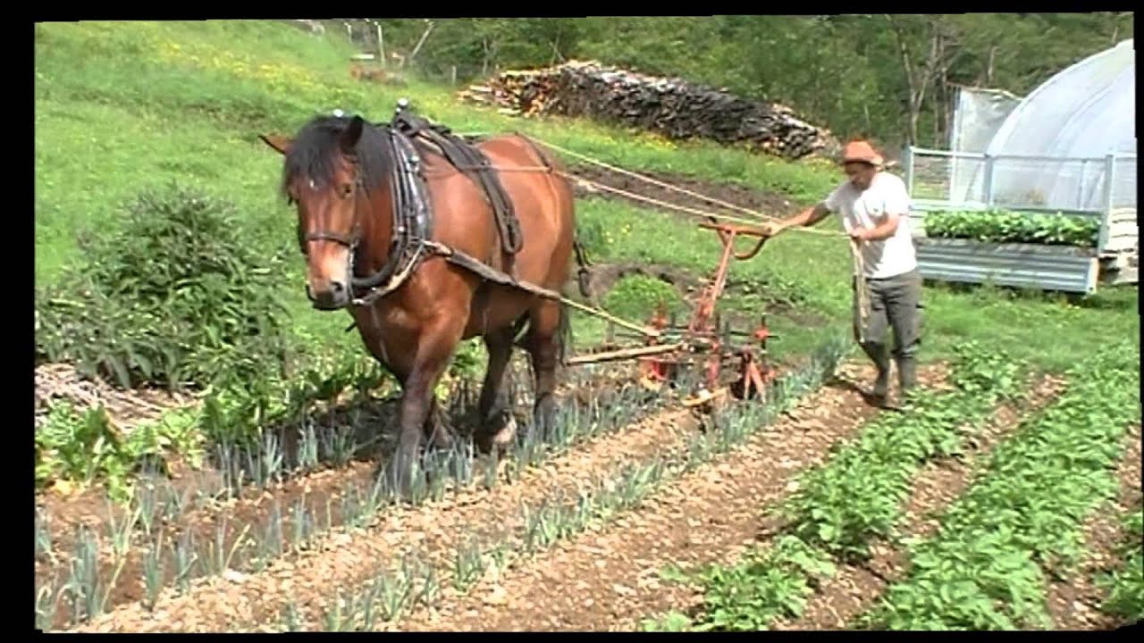 Binage de pr&eacute;cision &agrave; la Kassine