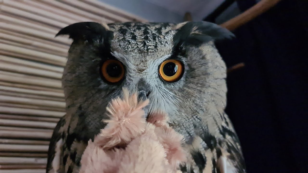 Сова, угу и традиционный погром комнаты. Пробники сов не хотят есть