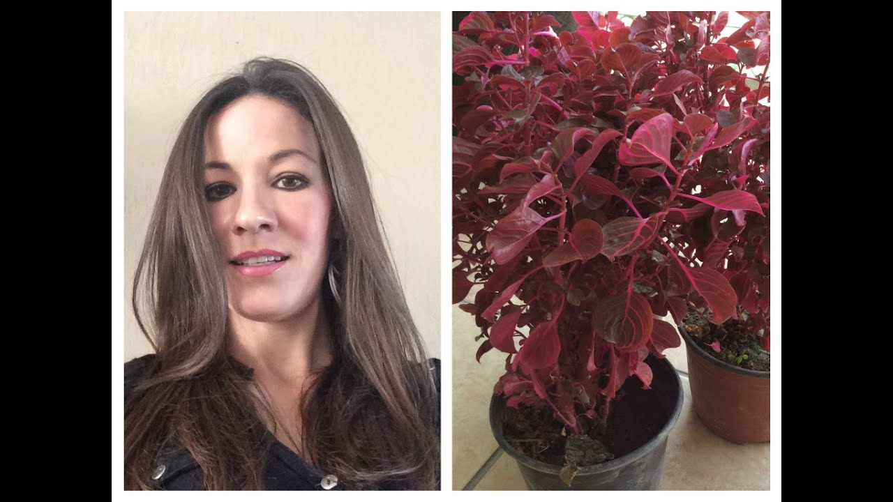 ARBUSTO, PLANTA AGRACEJO ROJO Y SUS CUIDADOS...!!