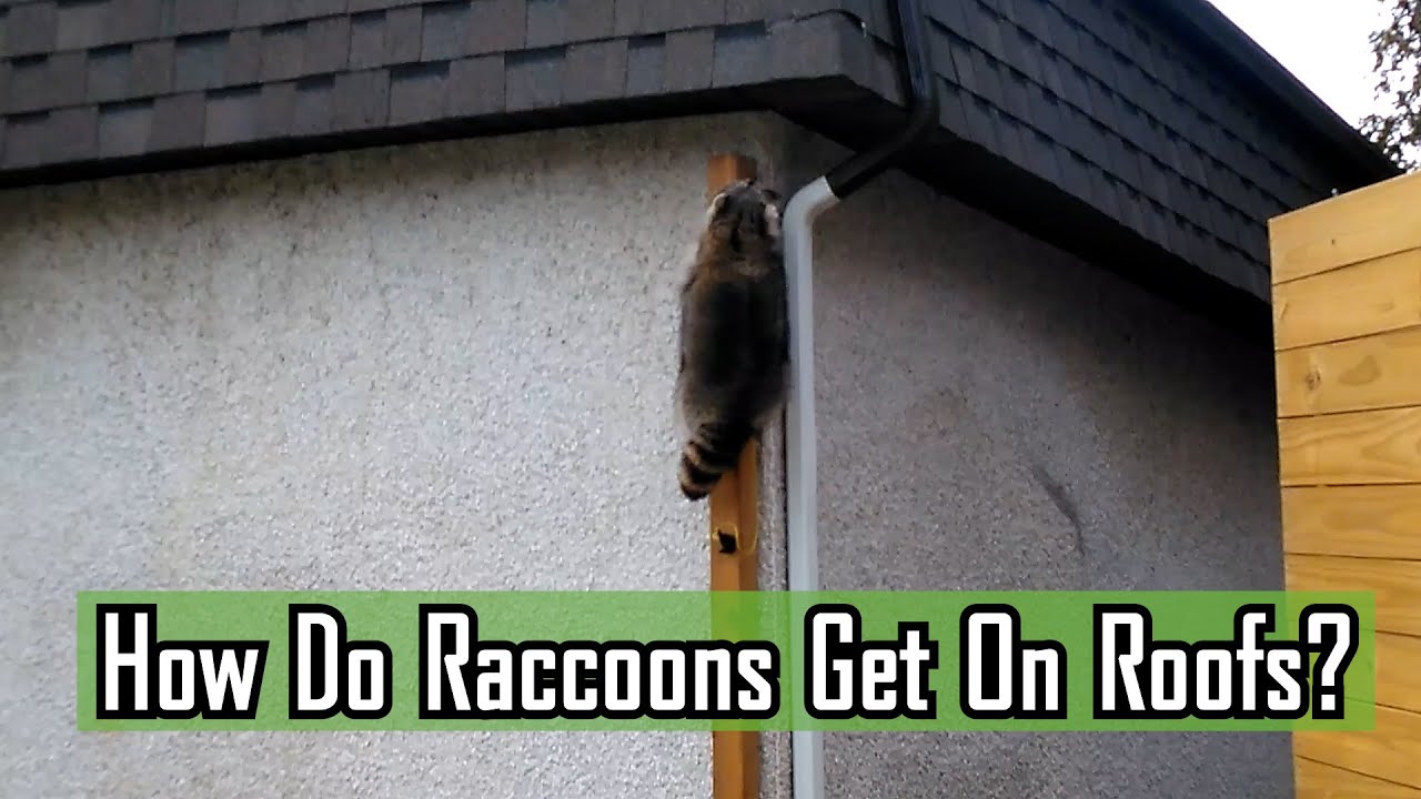 How Do Raccoons Get On Roofs?