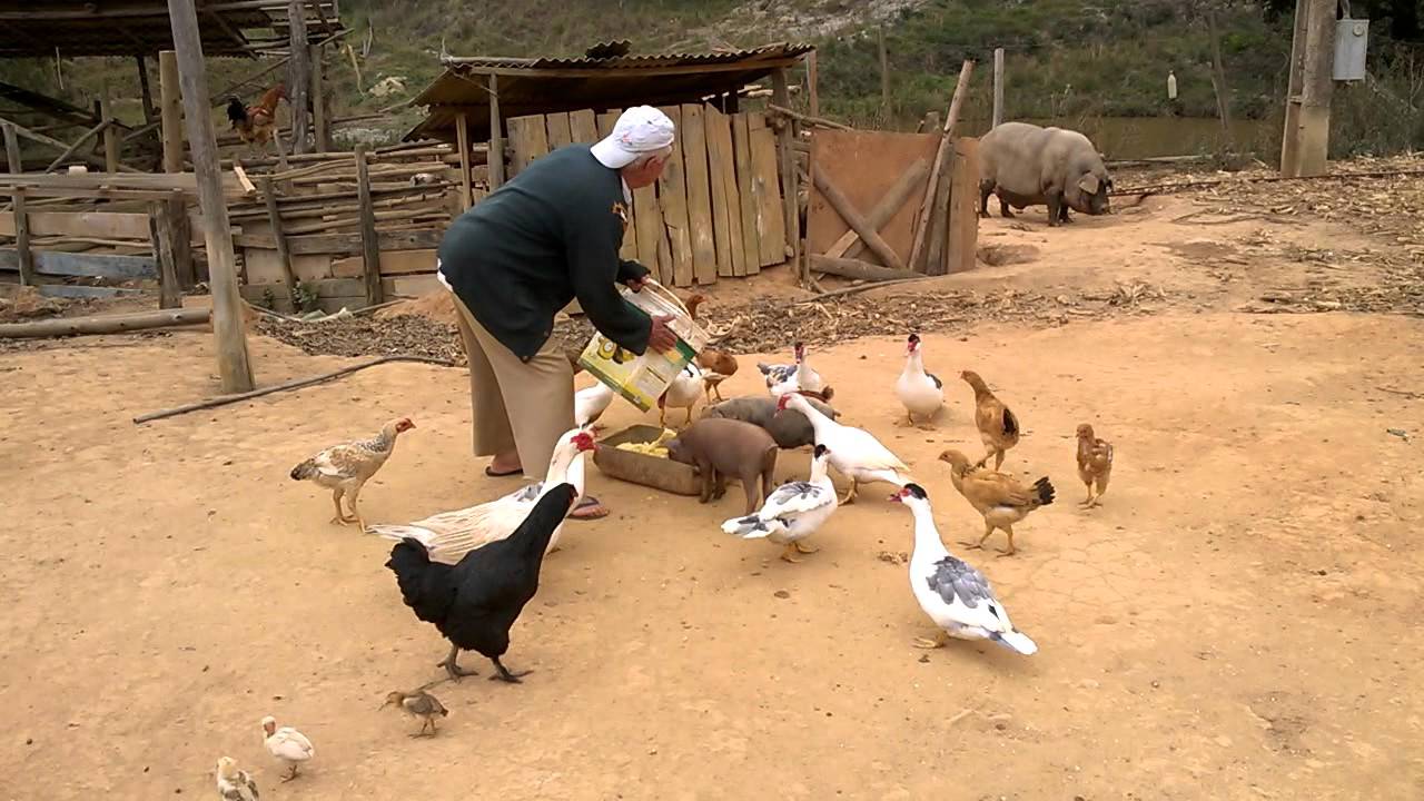 Tratando dos animais soltos no quintal no sitio.