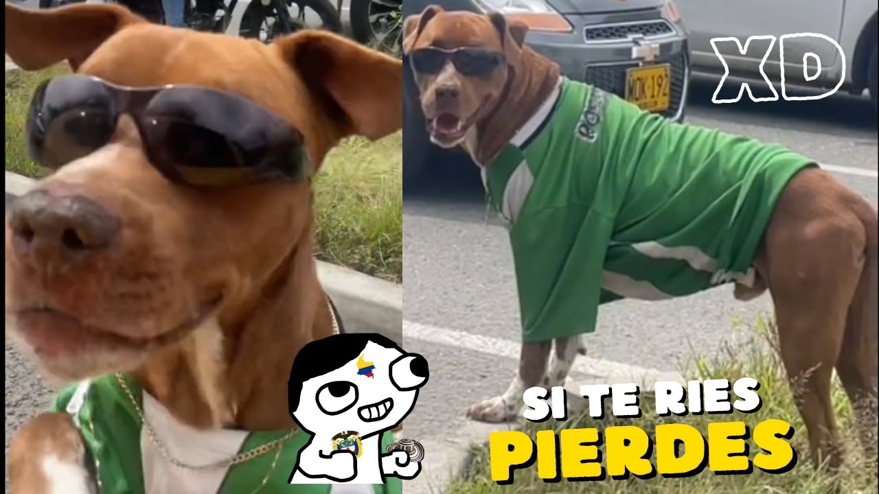 SI TE RIES PIERDES 2023 - (999% imposible) NIVEL: Colombianadas # 3 😂🤣 - MEMES - VIDEOS DE RISA