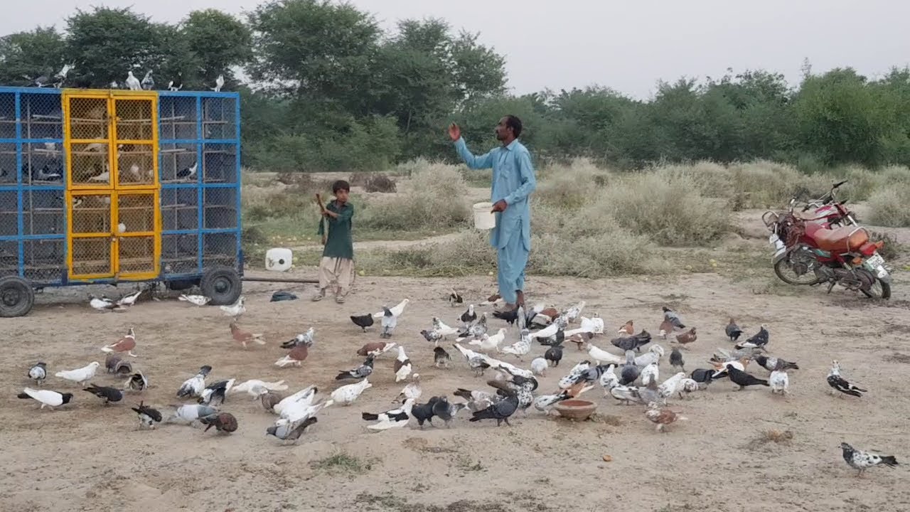 100 Colourful pigeons Competition In South Punjab Pakistan Kabootar mela In Punjab Village 2020