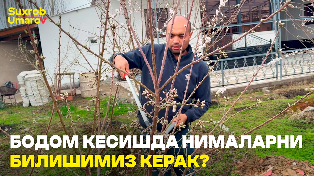 БОДОМГА ШАКЛ БЕРИШНИ ЎРГАНАМИЗ! #suxrobumarov #bodom