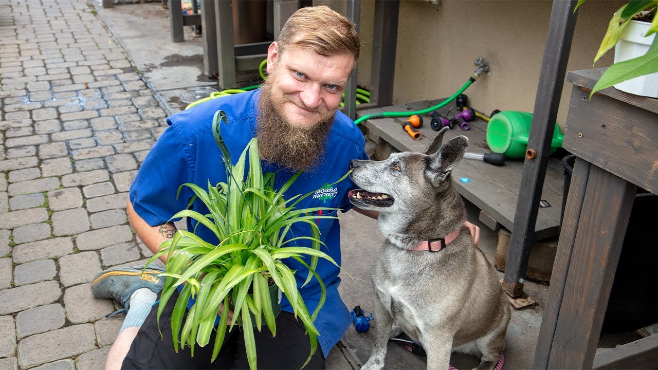 Toxic vs Pet Safe Plants