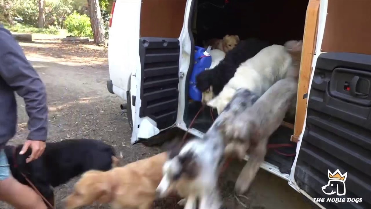 The Noble Dogs Highlights