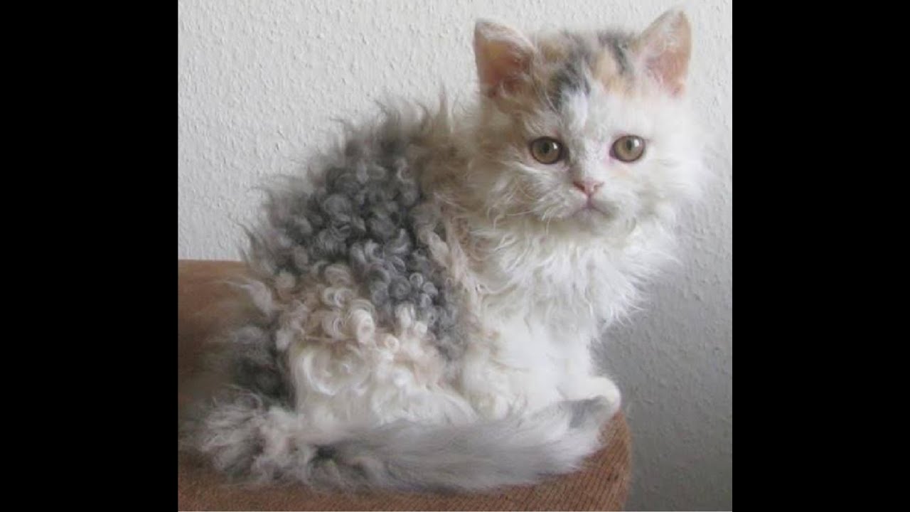The Cutest Cat ever - Amazing Curly-haired cat - Selkirk Rex