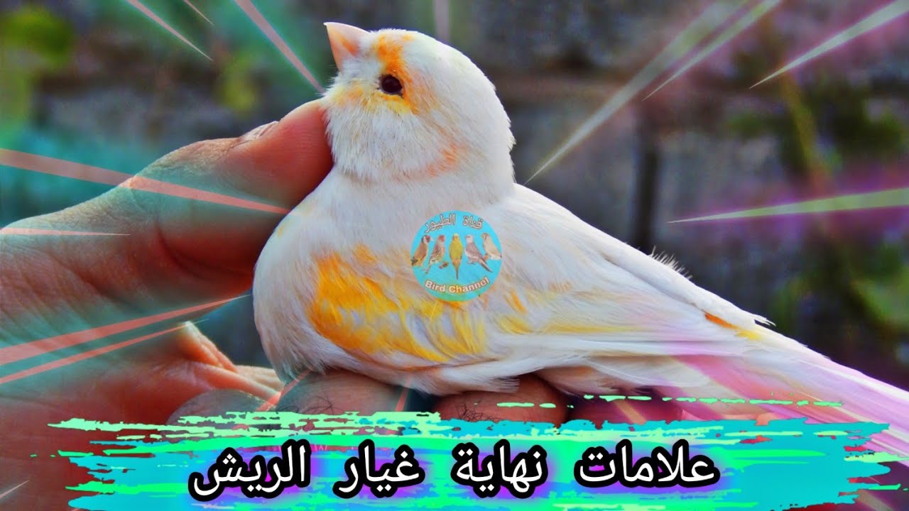 كيف اعرف ان طائر الكناري خرج من مرحلة غيار الريش؟ ؟