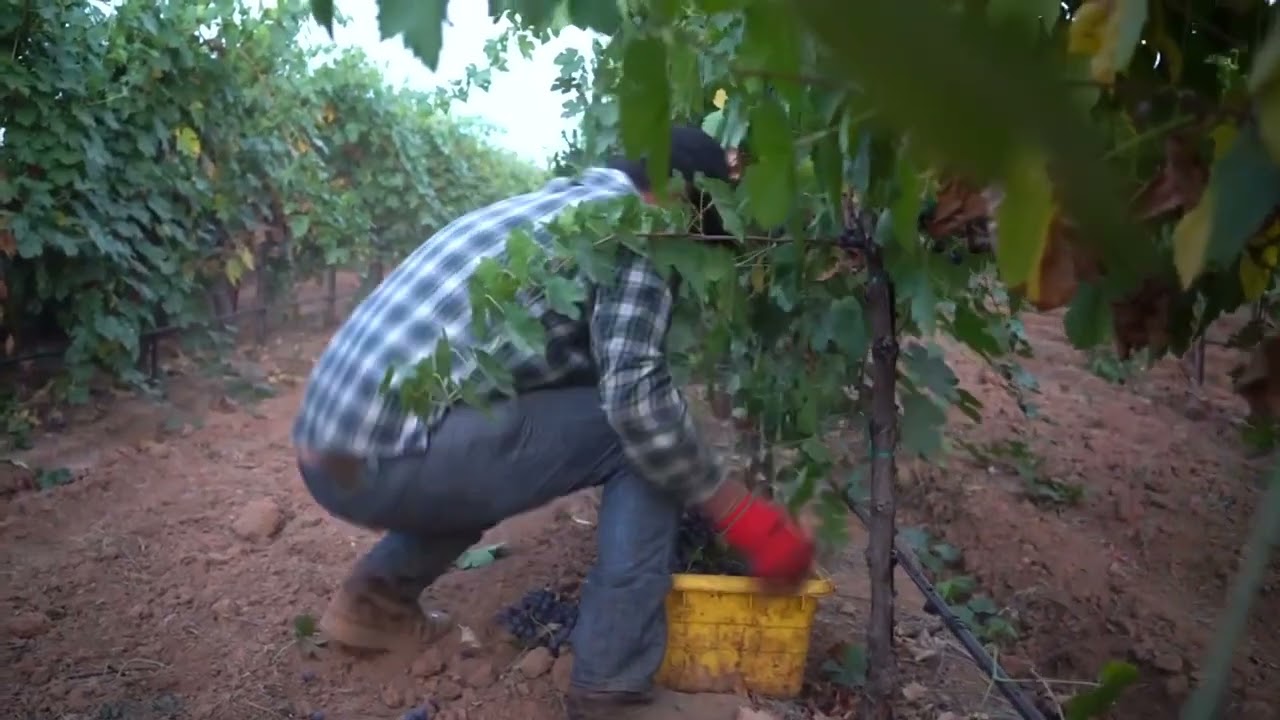 Experience Andis Wines