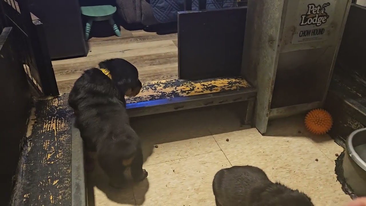 Touchstonerottweilers.com Elizabeth and Glider puppies at 4 weeks old trying to escape.