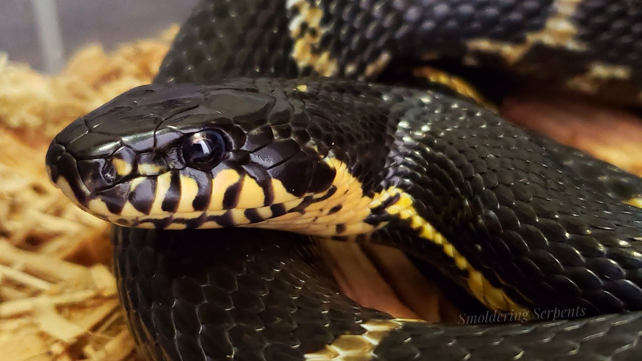 Meet our snakes, part 5: Asian rat snakes
