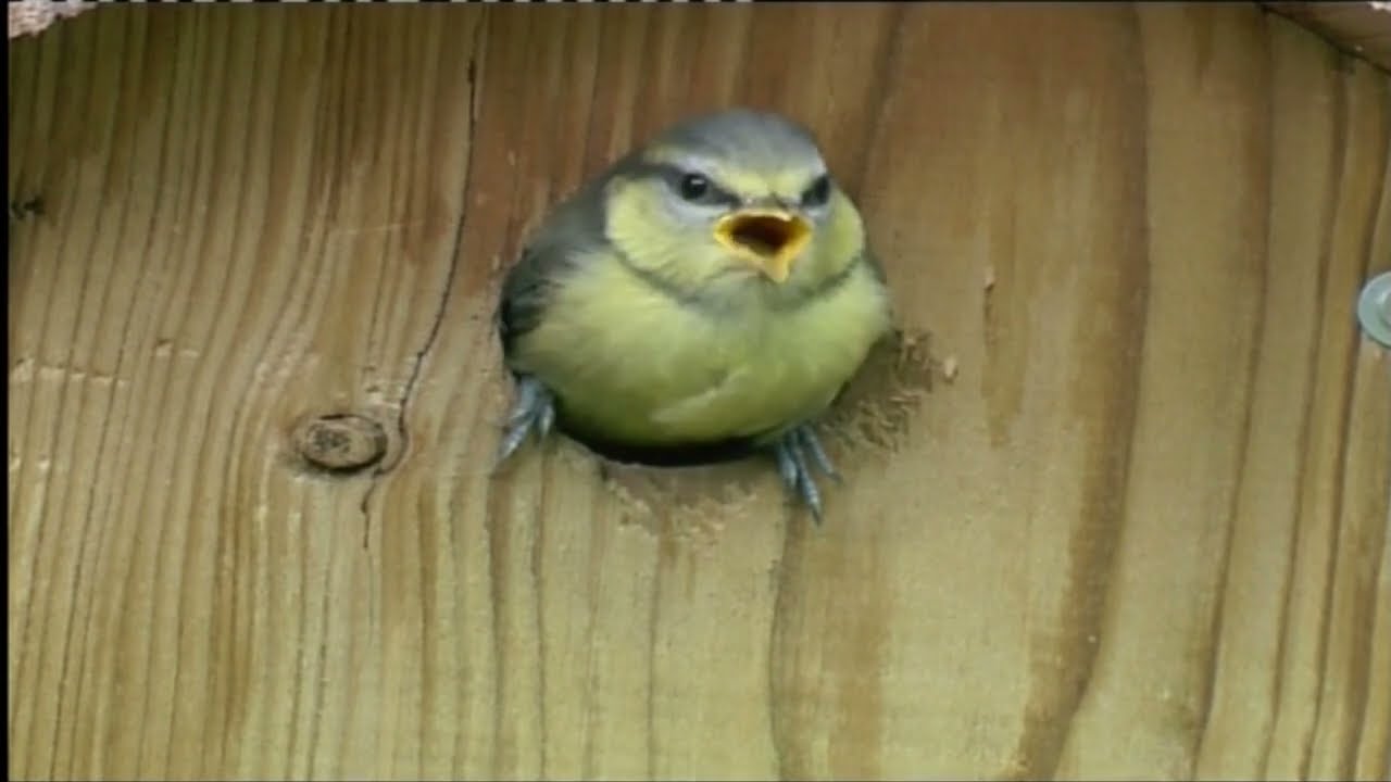 Vogelbescherming Vlaanderen: pimpelmees (Cyanistes caeruleus)