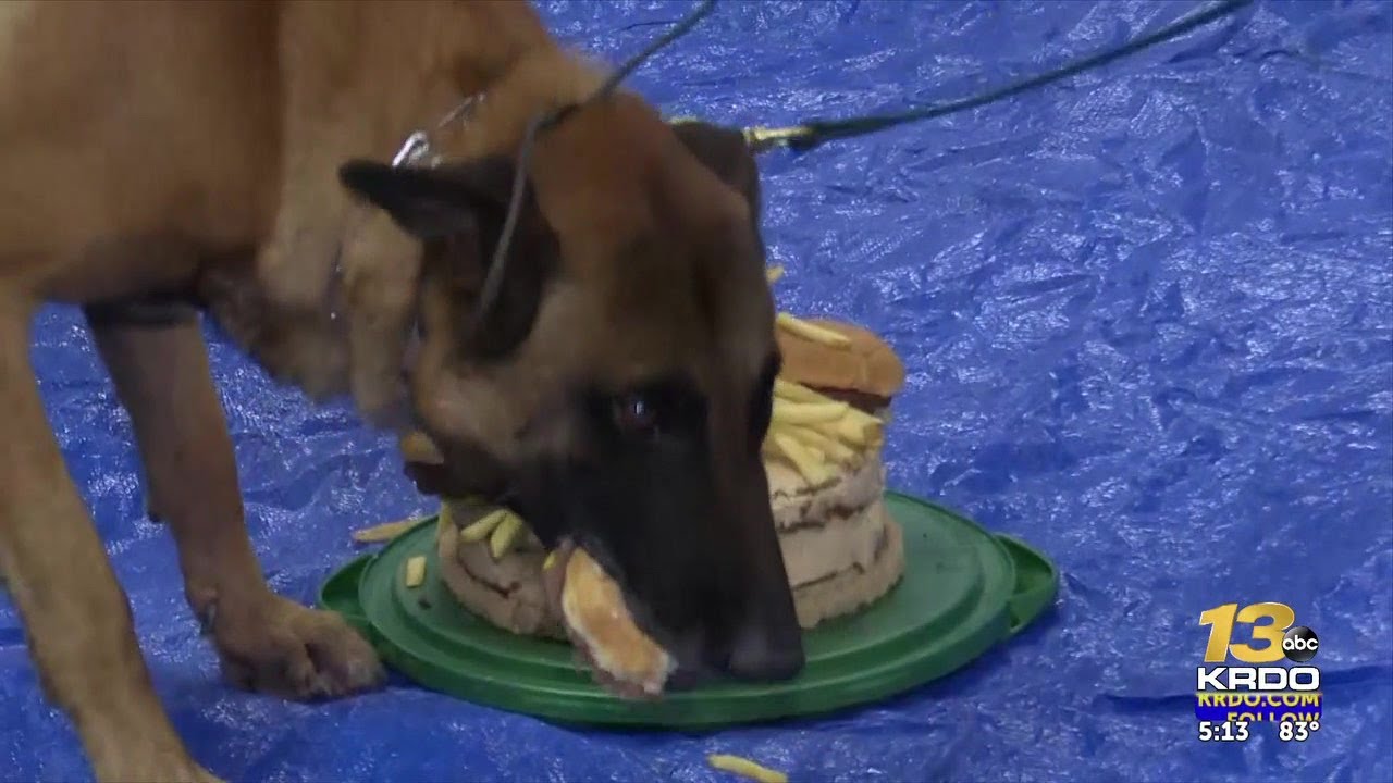 K9 at El Paso County Sheriff's Office enjoys retirement party Tuesday