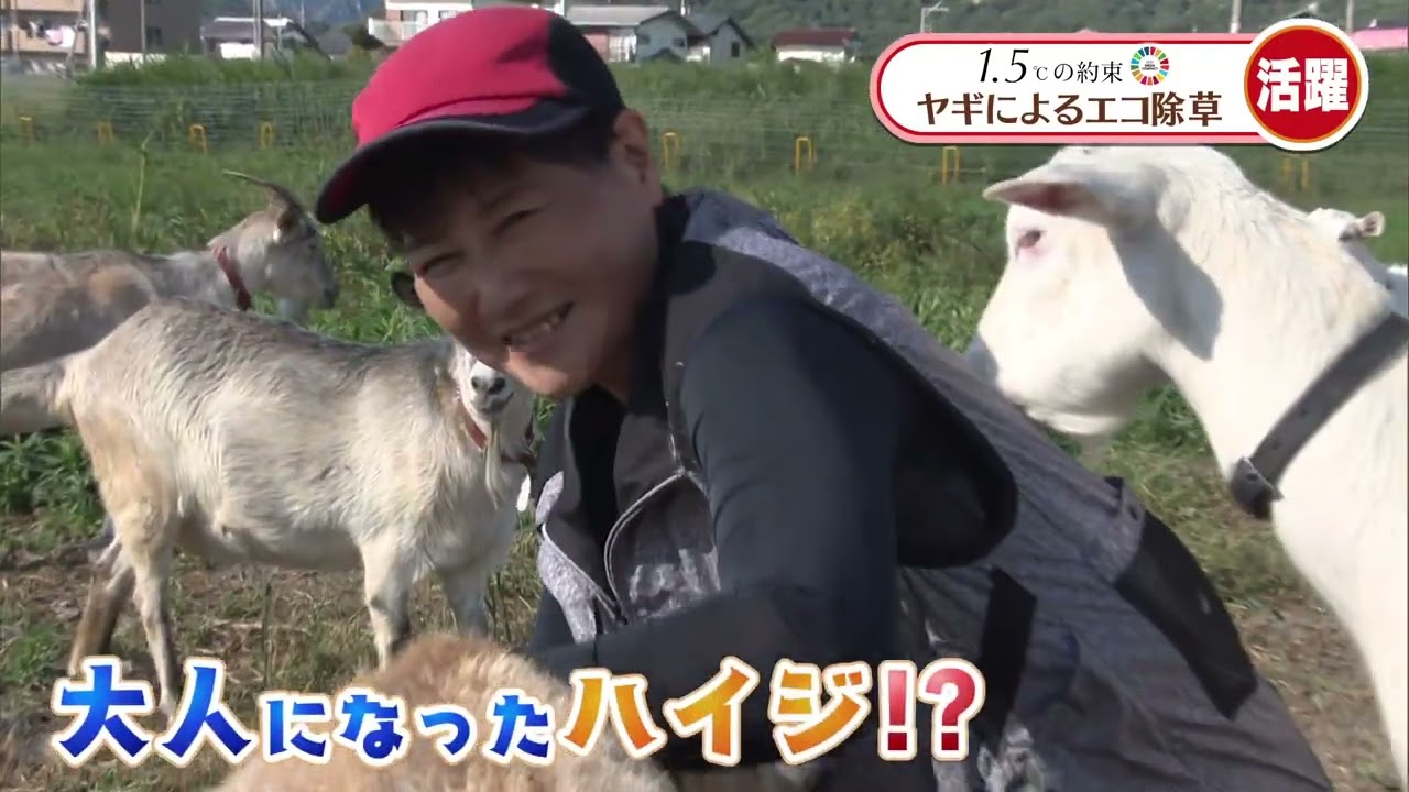 1.5℃の約束「環境に優しい ヤギによるエコ除草」