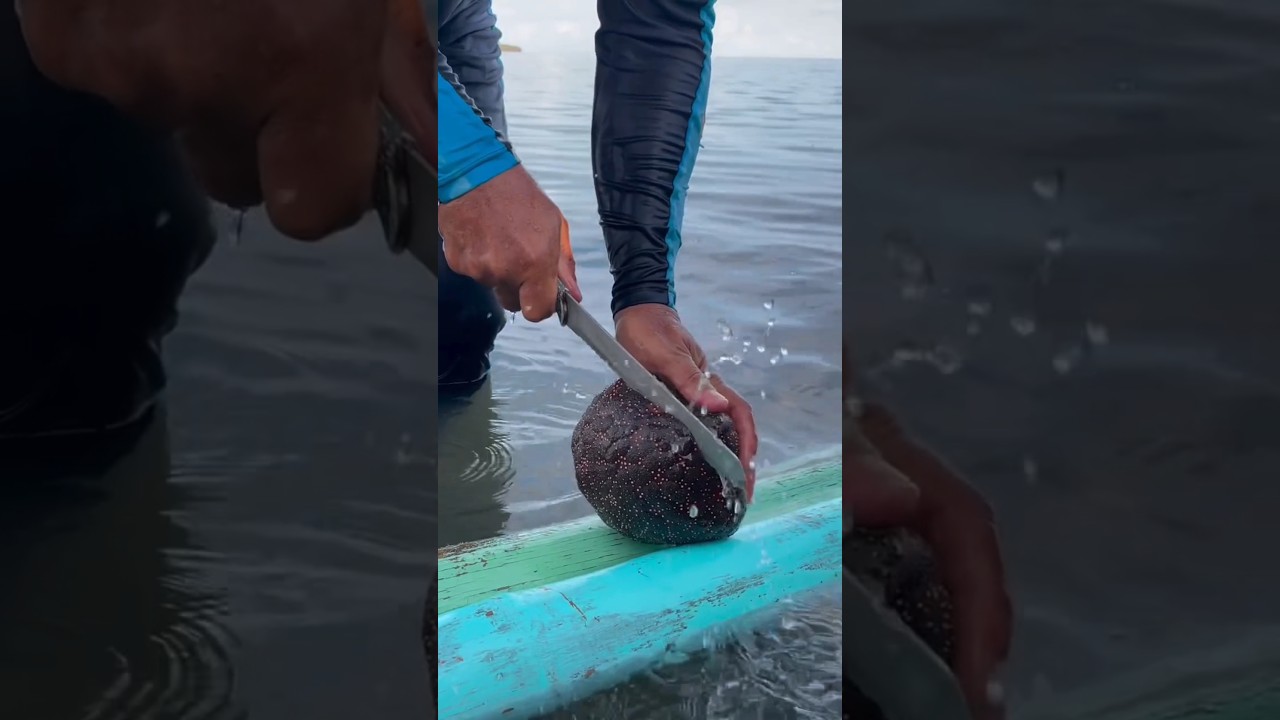 What's Inside This ALIEN Starfish?!