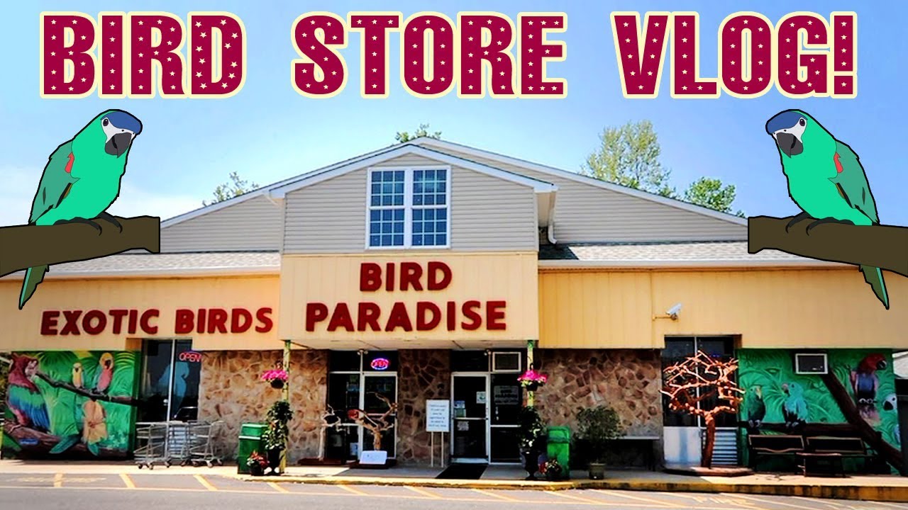 Shopping at A Mega Bird Store! (with Taxonomist)