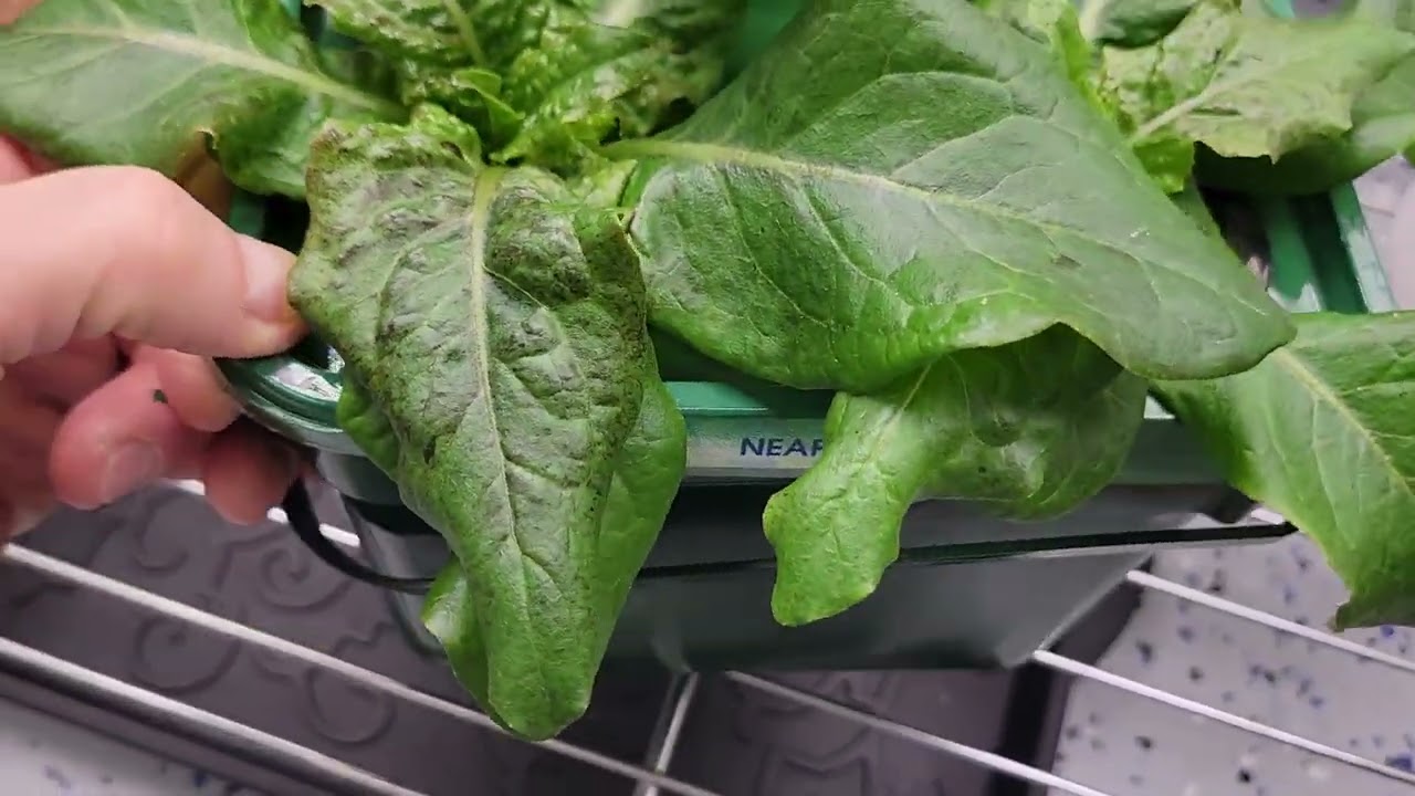 02-14-26: Aphid Recheck