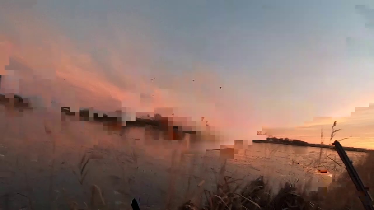 CHASSE AUX CANARDS  EN CAMARGUE / TRÈS BONNE MATINÈE      fin 2020