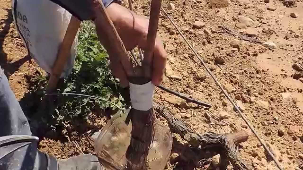injerto vid